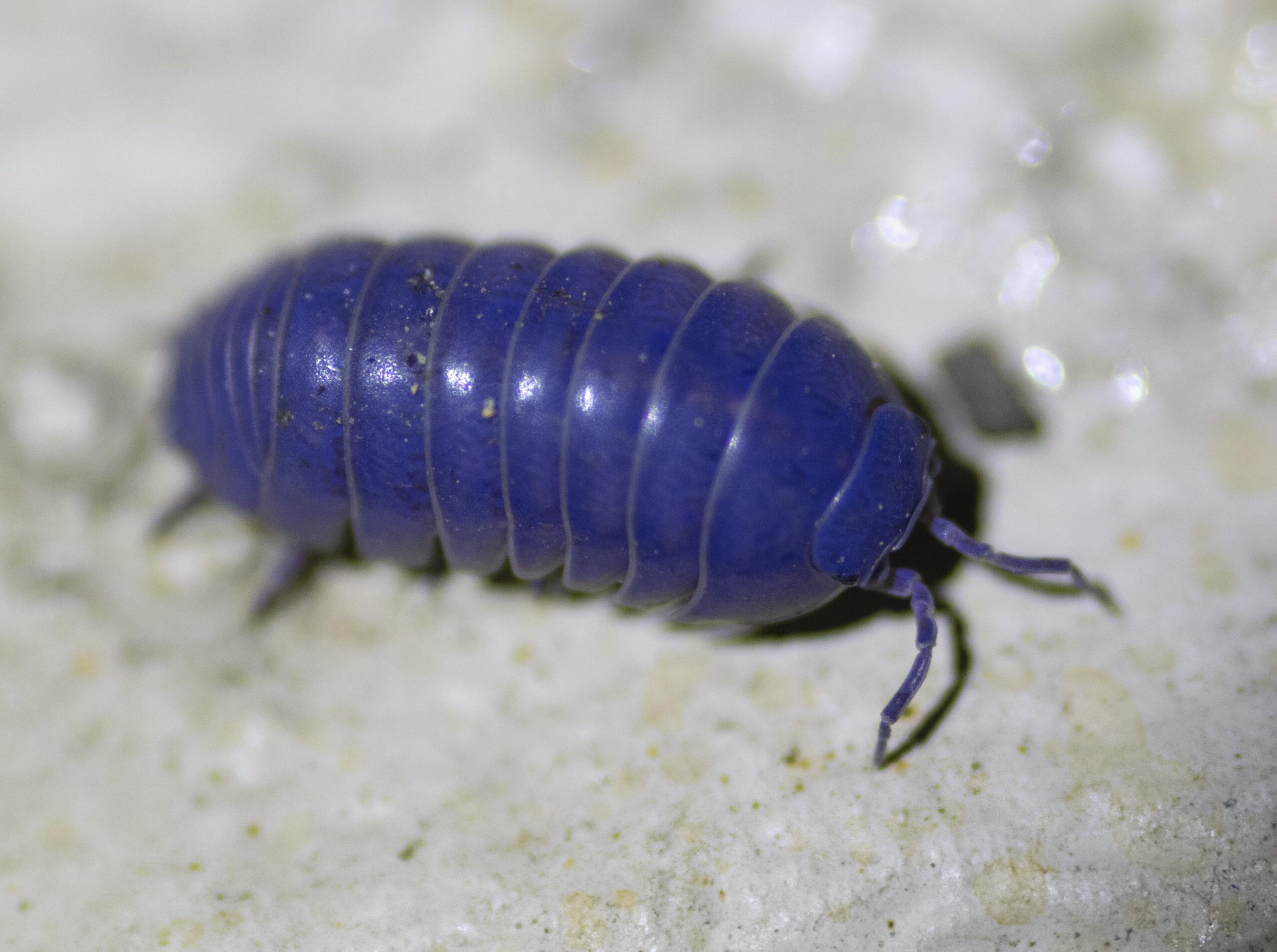 rubber ducky isopods